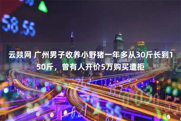 云燚网 广州男子收养小野猪一年多从30斤长到150斤，曾有人开价5万购买遭拒
